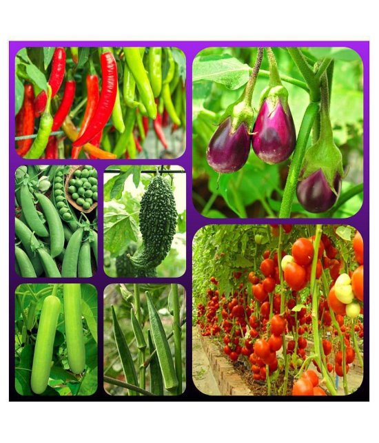 Vegetable Seeds combo - 7 Variety - 65 + seed  with Instruction Manual