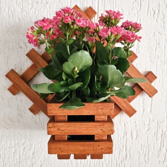 BARISH - Wall Mounted Planter - Diamond Single | Handcrafted with Rubberwood | Indoor Hanging Planter with Wall Mount Stand 16 x 16 x 6 Inches