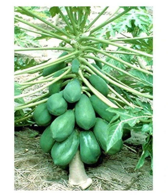 Flare Seeds Papaya Tree Open Polinated Selected Variety High Yeilding Gaint Plant Seeds For All Seasons Bonsai Suitable Fruit Seeds Garden Pack