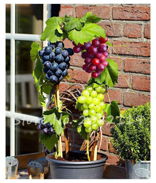 OhhSome Seeds Of Fruits Black Grape Seeds Fruit Plant Seeds For Home Garden Kitchen Garden Bonsai Suitable Fruit Seeds Pack