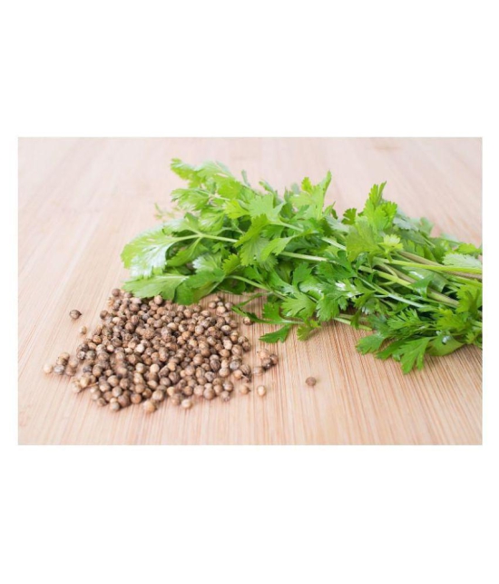 R-DRoz Coriander (Dhaniya) Quality Seeds - Pack of 100 Premium Seeds