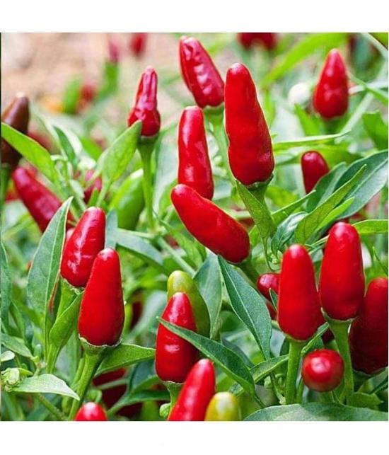 Hybrid F1 Green Chilli Seeds-50 seeds