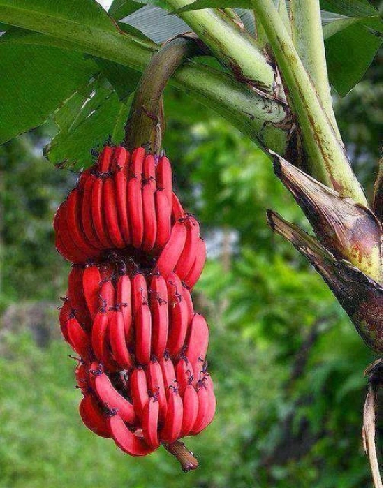 Sweet Red Banana Fruit Plant