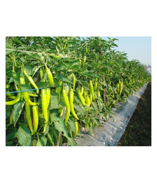 Green Hot Chilli Seed 100 Seed Pack + Instruction Manual + free seeds