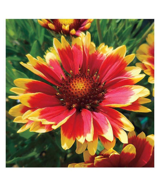 Glardia summer flower seeds for home garden good for summer season