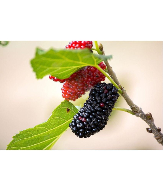 Long Mulberry Fruit Seeds-Red-50 seeds