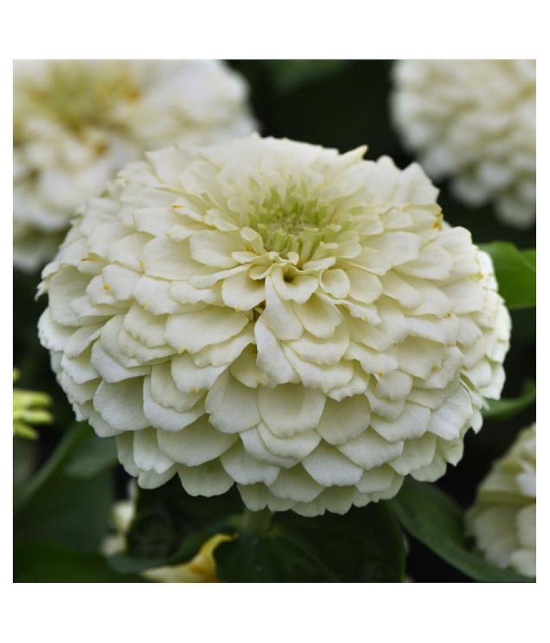 F1 Elegans  Zinnia White Flower Seeds