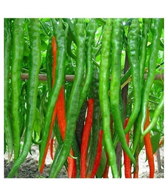 OhhSome Vegetable Seeds Hybrid Green Chilli Vegetable Seeds