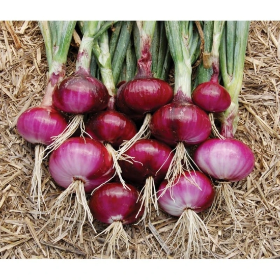 Organic Red Onion - Fresh from the Earth (500g)