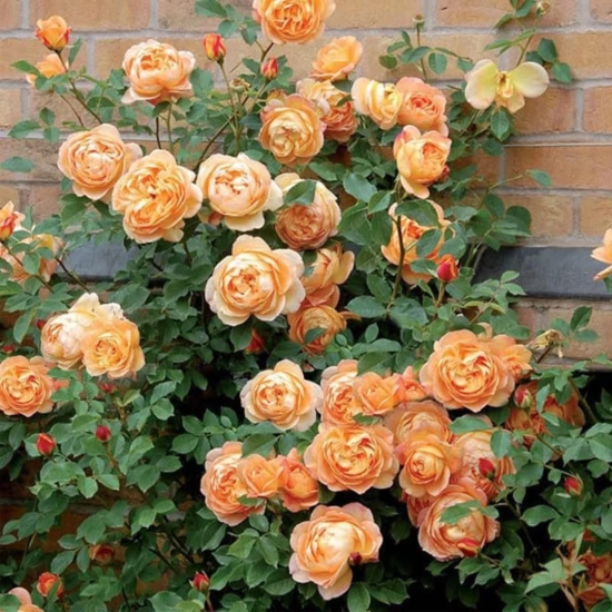 Climbing Rose Flower Plants (ORANGE)