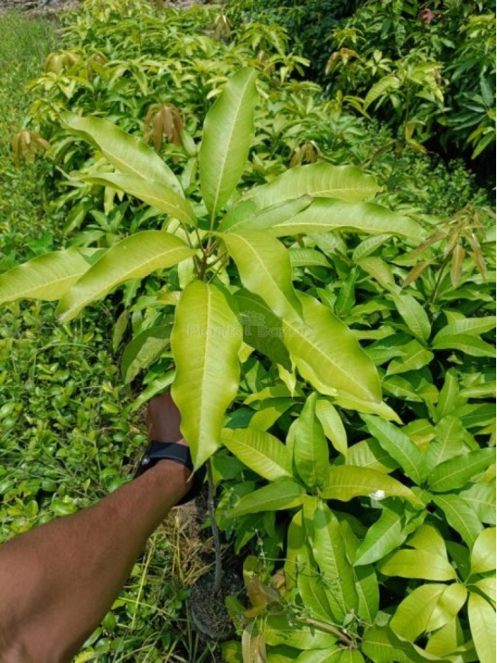 Dasheri Mango Fruit  Plant (Grafted)