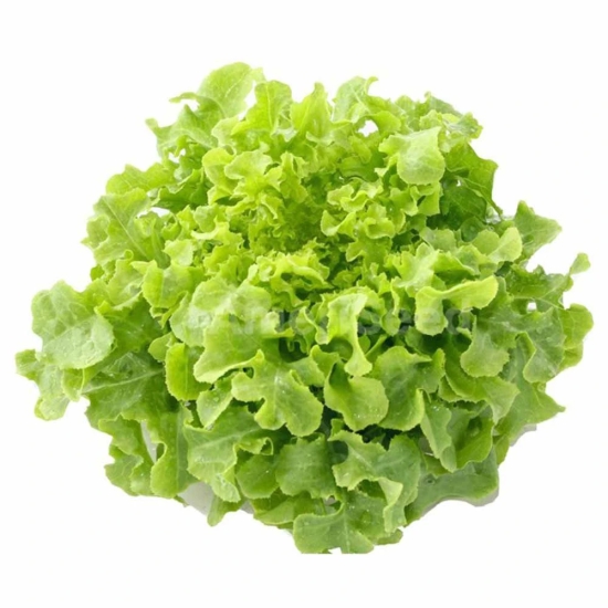 Salad Veggies Lettuce Oakleaf Green, 1 Kg