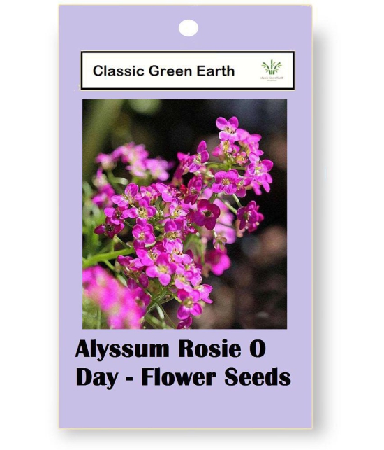 CLASSIC GREEN EARTH - Flower Seeds ( Alyssum Rosie O Day - Flower 50 Seeds )