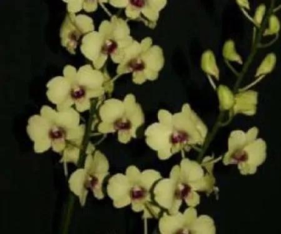 Dendrobium Jade Junior