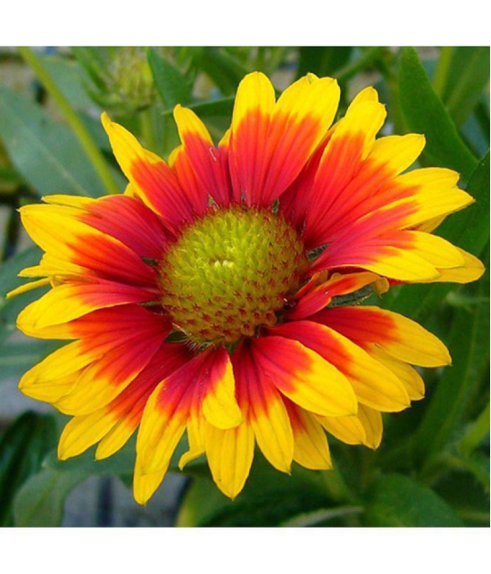 CLASSIC GREEN EARTH - Gaillardia Flower ( 30 Seeds )