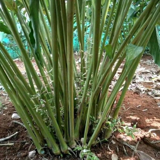 8mm Alleppey Green Extra Bold Cardamom Whole (Elaichi) (Single Origin, Organically Grown, 100 % Pesticide free & Homestead Produce)