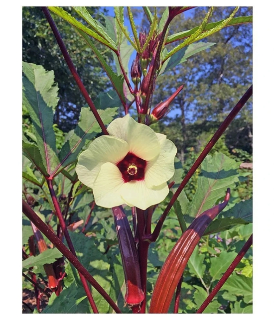 Red Okra Bhindi (Ladys Finger) pack of 15 seeds