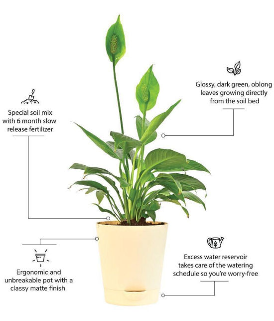 UGAOO Peace Lily Natural Live Indoor Plant - Medium