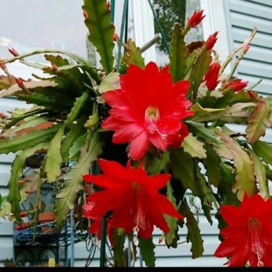 Brahma kamal Red Flower Plant