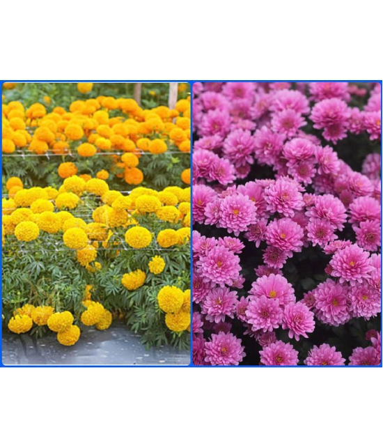 homeagro - Combo of African Marigold Flower ( 50 Seeds ) and Chrysanthemum Flower ( 50 seed )