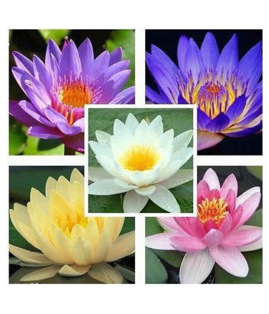 Flower Seeds : Lotus Flower Seeds Mixed Colour 15 Seeds- Plants Seeds For Office Home Garden. Eco Pack Garden Plant Seeds