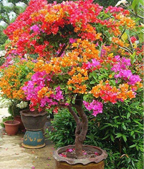 M-Tech Gardens Bonsai Multicolour Summer Rainbow Bougainvillea Flower Plant Seeds - 40 Seeds/Pack + Instruction Manual Inside The Package