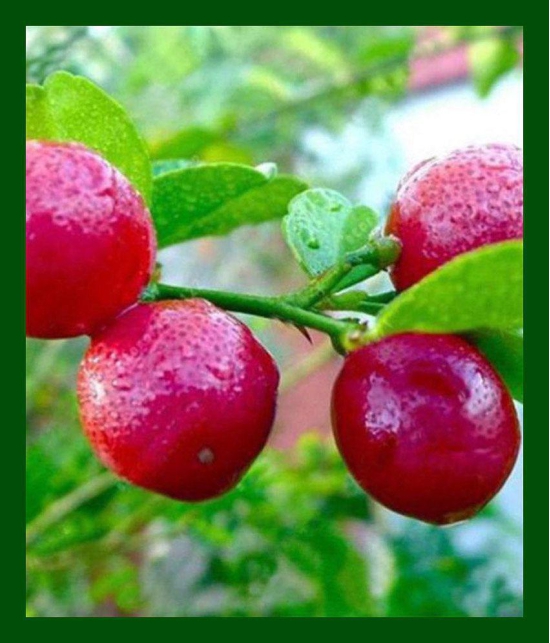 Rare Red Lemon (Australian Red Lime) 10 seeds