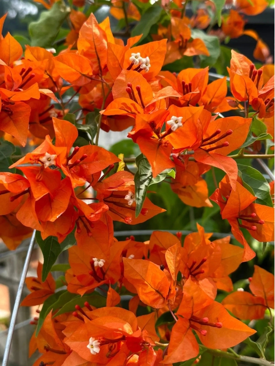 Fire opal bougainvillea flower plant