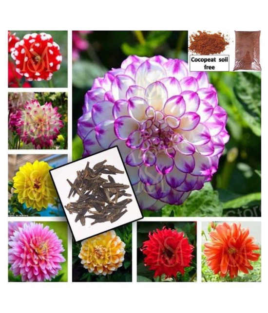 Dalhia Seed / Dahlia Hybrids Mixed Color - Dahlia Flower - 30 Seeds + cocopeat soil free