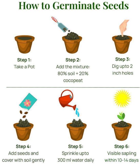 fruit seeds combo - 5 - 5 seeds of each one ( 20 seed ) lemon,grapes,papaya,guava - with instruction manual