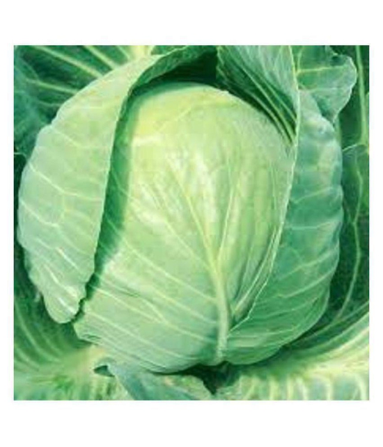 IMPERIAL CABBAGE IG210 HYBRID  SEEDS BY REAL NATURE