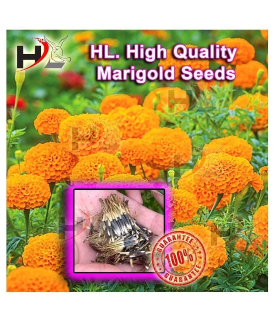 HL. High Quality MIX Marigold Seed 100% working