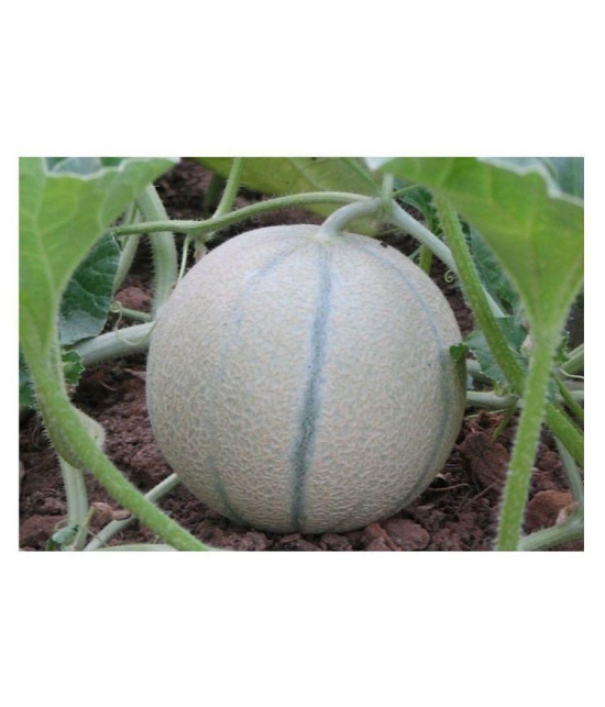 muskmelon plant seeds