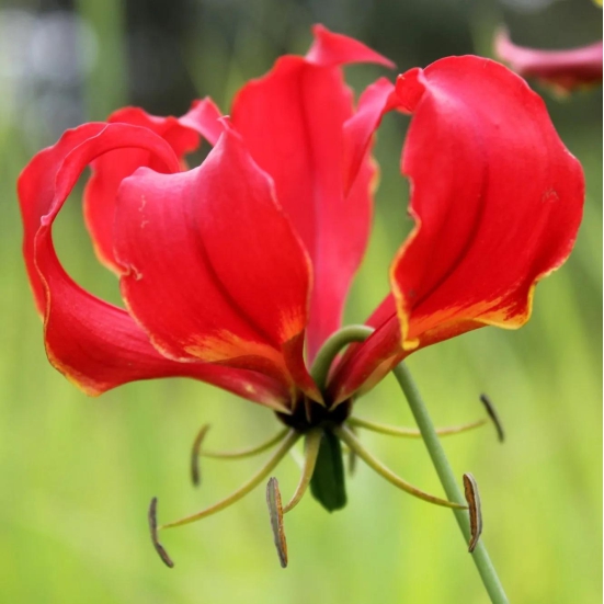 Gloriosa Superba (Bulbs)-5