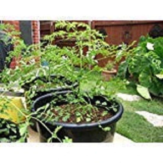 TSY Farm 15 Seeds PKM 1 Short Dwarf Variety Moringa Oleifera - Drumstick Tree Vegetable Seeds