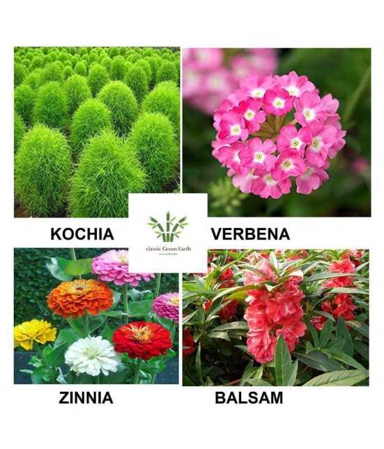 Kochia ,Balsam, verebena ,zinnia flower seeds 200+ seeds with growing cocopeat