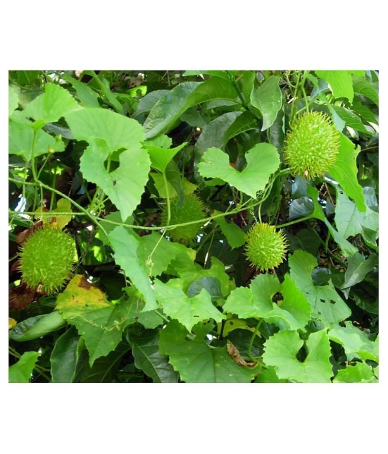 Kantola Seed (Teasle gourd) | Pack of 20 Seeds