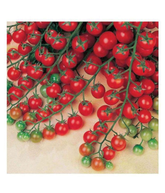 Cherry Tomato High Germination Seeds - Pack of 50 Hybrid Seeds