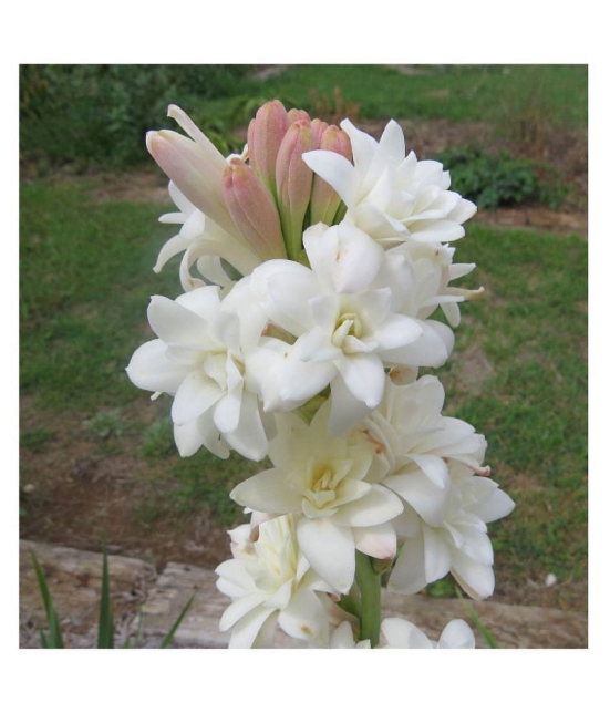 SHOP 360 GARDEN Rajnighandha or Tuberose Flower Bulbs (White, Pack of 8 Bulbs)