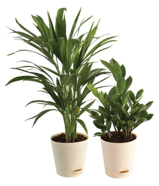 Ugaoo Air Purifier Indoor Plants for Home with Pots- Areca Palm & ZZ Plant