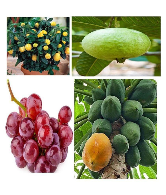 4 TYPES FRUITS SEEDS COMBO 60 SEEDS PACK (LEMON,GRAPES,PAPAYA,GUAVA) 15 SEEDS OF EACH ONE ITEMS TOTAL 60 SEEDS PACK WITH COCOPEAT AND MANUAL