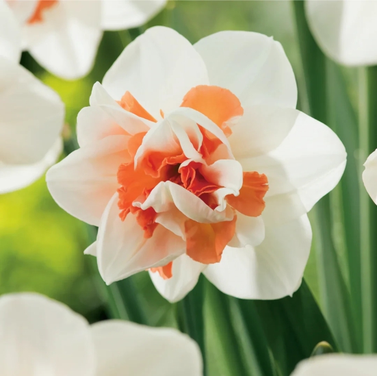 Daffodil Narcissus Replete Flower Bulb