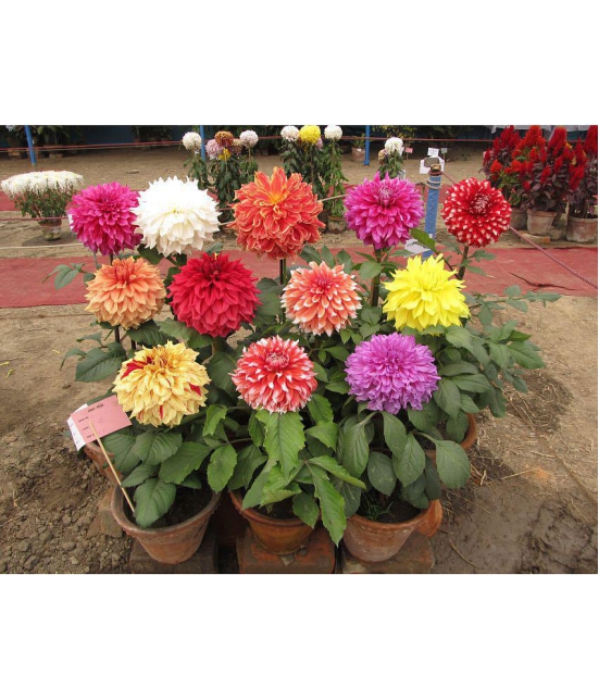 homeagro - Dahlia Mixed Flower ( 25 Seeds )