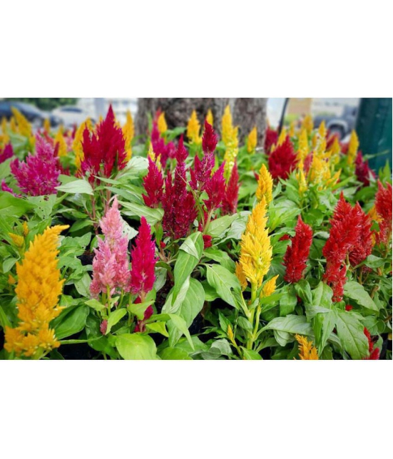 Celosia flower 100 seeds pack with free Free cocopeat(100 grams) and user manual for your garden