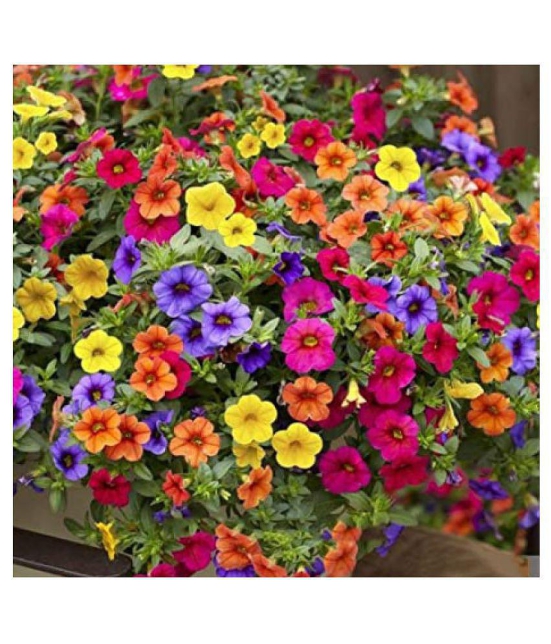 Petunia Flower Best Quality Premium Hyrbrid - 50 - seeds