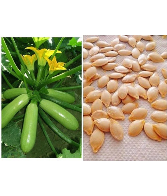 Zucchini High Yielding Hybrid Light Green Long Squash Seeds - Pack of 10 Seeds