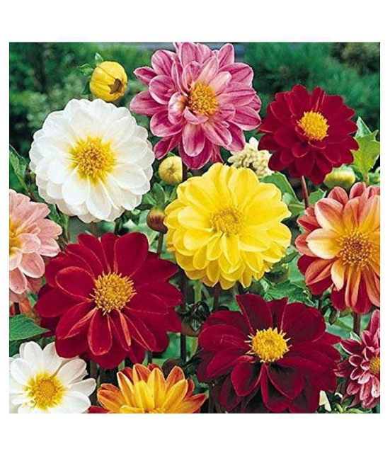 Dahlia Mignon Mix Flower Seeds (Pack of 50) with cocopeat