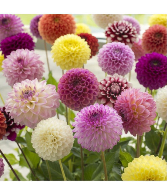 homeagro - Dahlia Mixed Flower ( 25 Seeds )