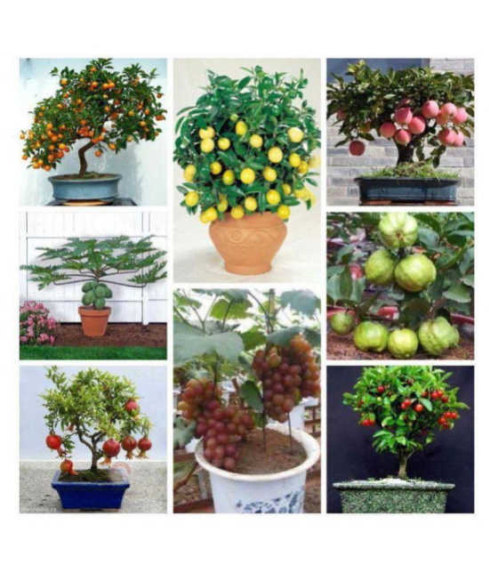 Bonsai Suitable Fruit Seeds Mega Combo (Apple, Orange, Lemon, Guava, Grapes, Papaya, Pomegranate