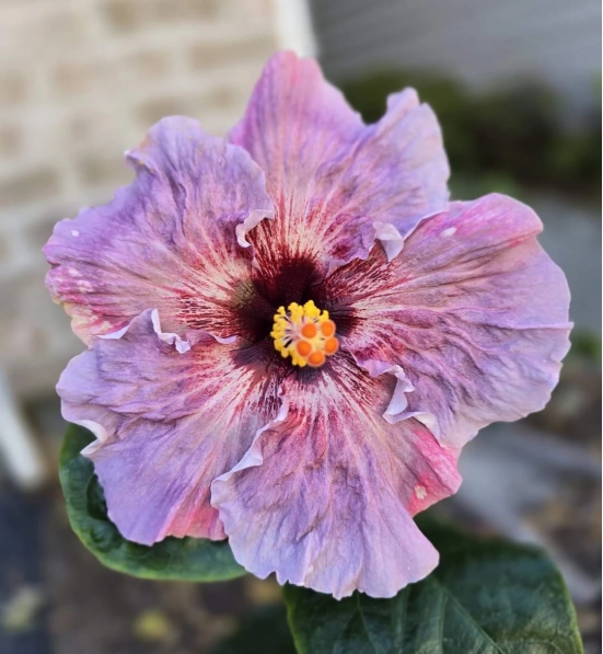 Austrelian Hibiscus Plant For Home Gardening